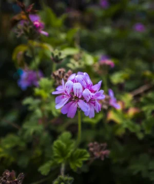 Close Up of Purple Flower