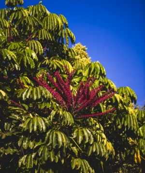 Bunch of Bananas on Tree