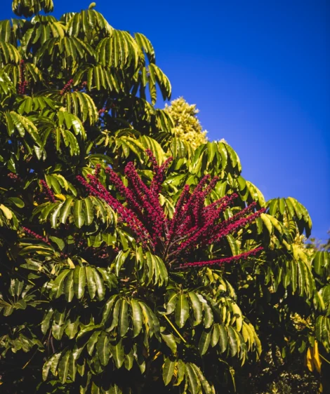Bunch of Bananas on Tree