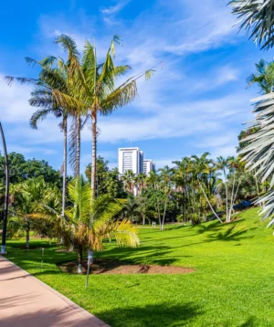Path With Palm Trees and Grass