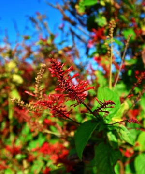 Close Up of Plant