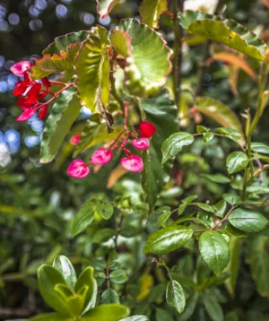 Close Up of Some Flowers