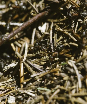 Close Up of Pile of Sticks