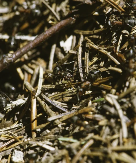 Close Up of Pile of Sticks