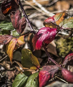 Close-up of Some Leaves