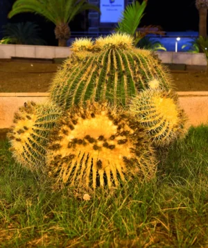 Cactus in Yard