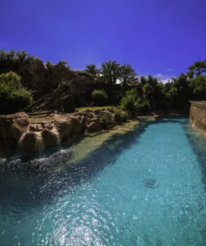 Pool of Water With Rocks and Trees Around It