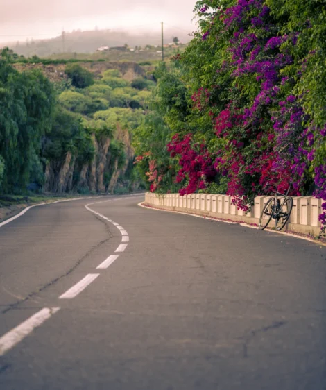 Road With Trees on the Side