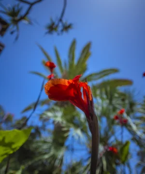 Close Up of Flower