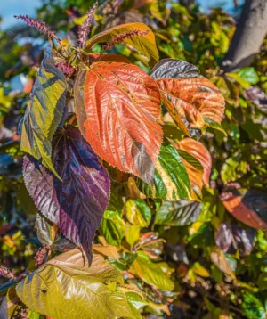 Group of Colorful Leaves