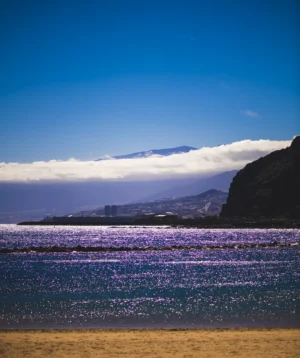 Field of Purple Flowers