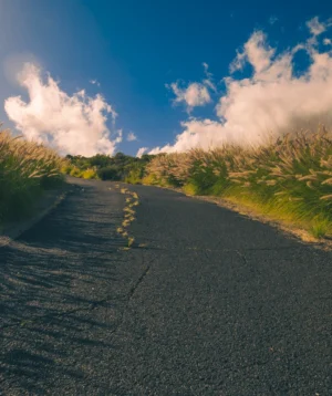 Road With Grass and Trees on the Side