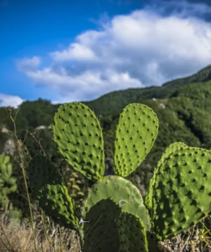 Cactus in Front of Mountain