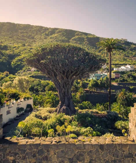 Tree in Garden