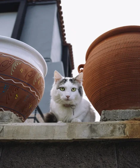Cat Sitting on Ledge