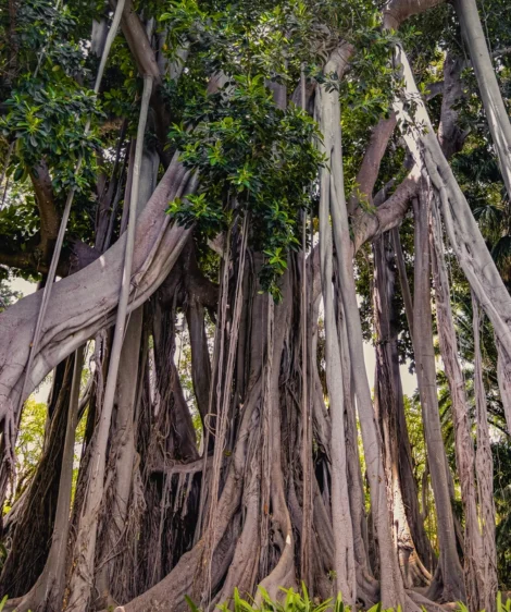 Group of Trees
