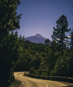 Road With Trees and Mountain in the Background