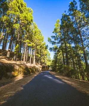 Road With Trees on the Side