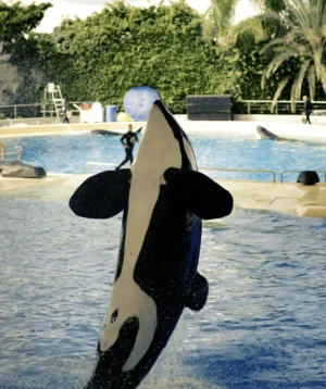 Orca Jumping Out of the Water