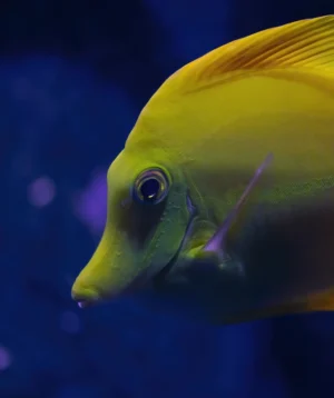 Fish Swimming in Water