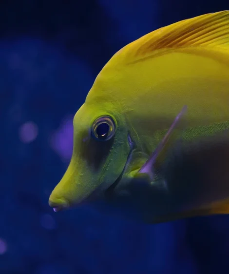 Fish Swimming in Water