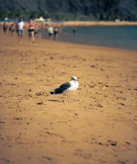 Bird on the Beach
