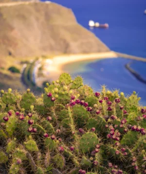 Field of Flowers With Mountain in the Background