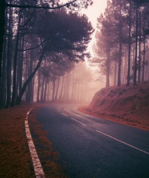Road With Trees on the Side