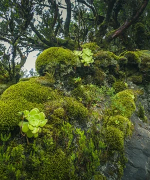 Group of Trees With Moss
