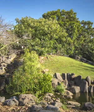 Stream With Rocks and Grass