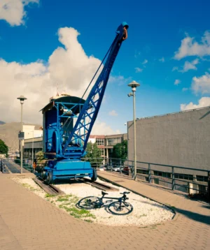 Blue Crane on Street