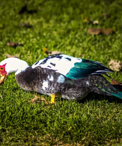 Bird Standing on Grass