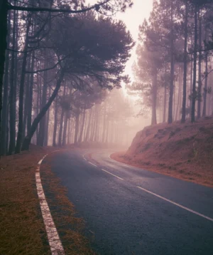 Road With Trees on the Side