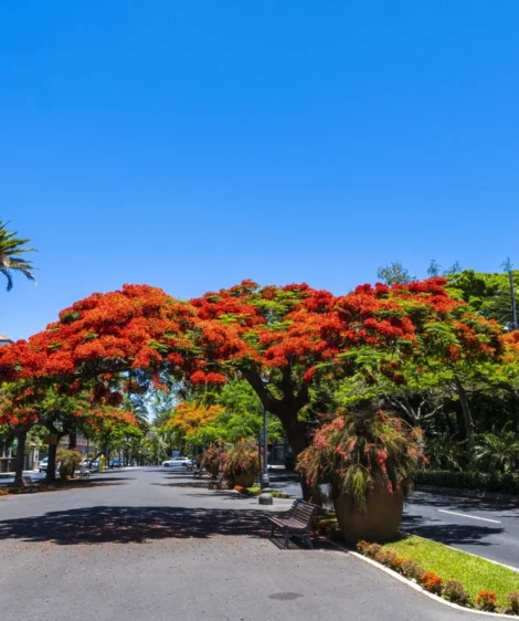 Tree With Red Leaves