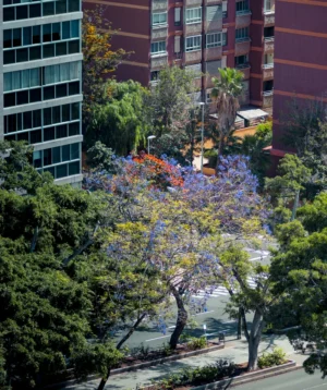 Group of Trees With Flowers in Front of Building