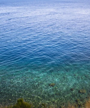 Body of Water With Plants and Grass Around It