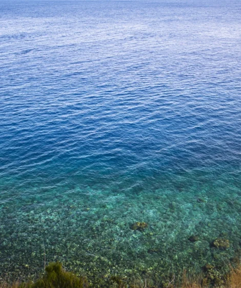 Body of Water With Plants and Grass Around It