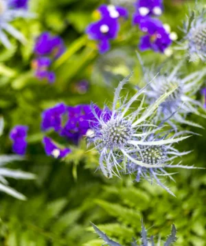 Close Up of Plant