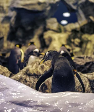 Penguin With Its Beak Open