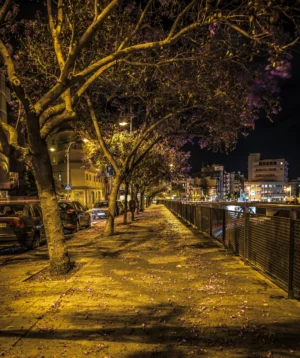 Street With Trees and Cars on It With Buildings in the Background