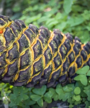 Snake Coiled Up on Branch