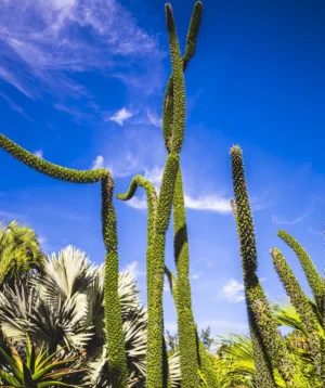 Group of Cactus