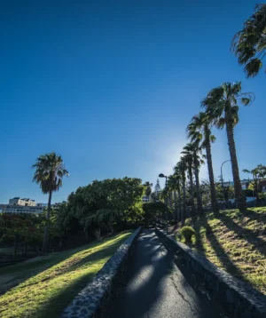 Road With Palm Trees on the Side