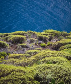 Green Landscape With Trees