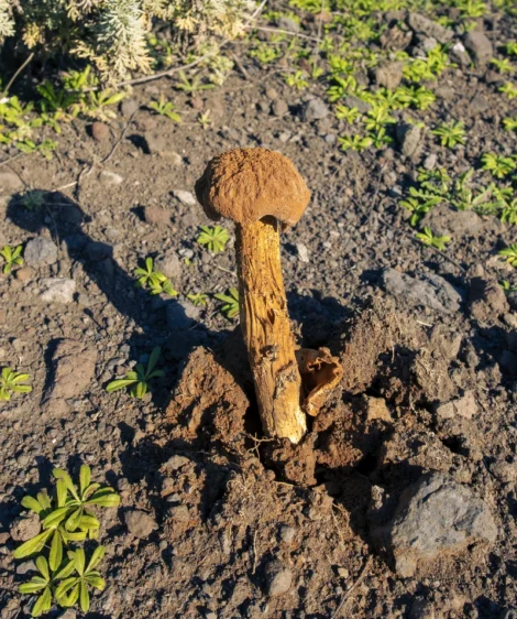 Mushroom Growing in the Dirt
