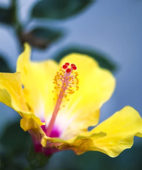 Yellow Flower With Red Center