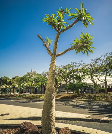 Palm Tree in Courtyard