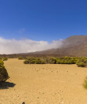 Desert Landscape With Bushes and Mountains