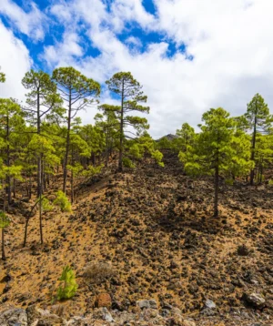 Dirt Hill With Trees on It