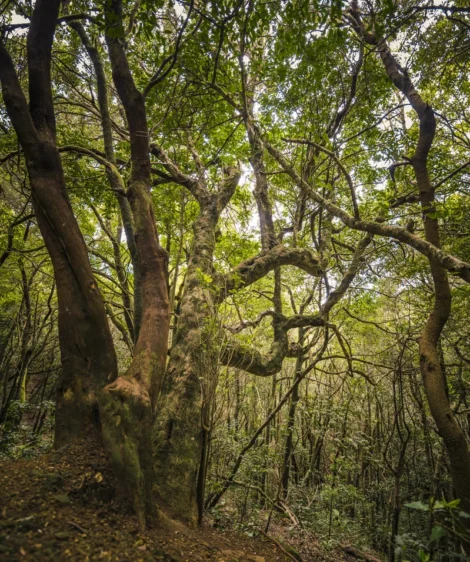Group of Trees